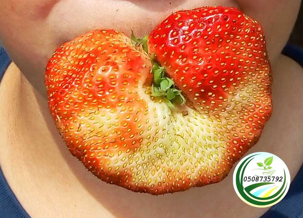 Саджанці полуниці полуниця усмішка strawberry smile.
