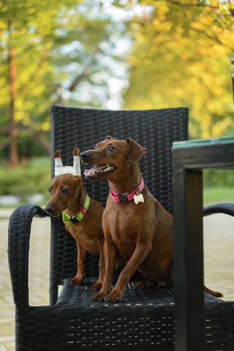 Цвергпінчер готовий до переїзду в люблячу сім’ю