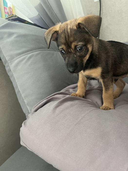 Щенок, 2 месяца, в поиске семьи