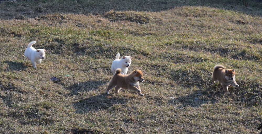 Шиба/Сіба/Shiba, КСУ-FCI! Київ, відправлю в інше місто чи країну