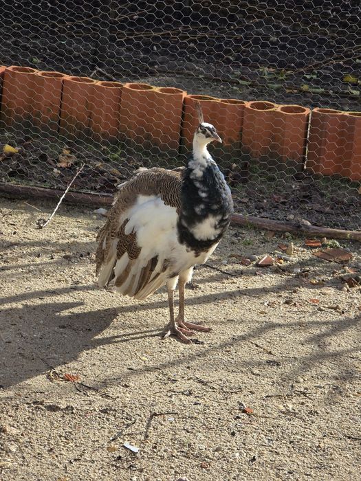 Pavões com fator arlequim