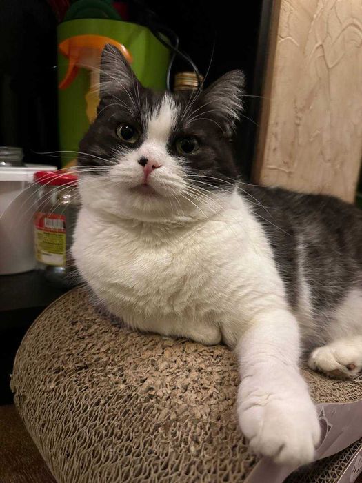 Пеппі-особлива киця! Будь ласка, спочатку прочитайте опис до кінця!