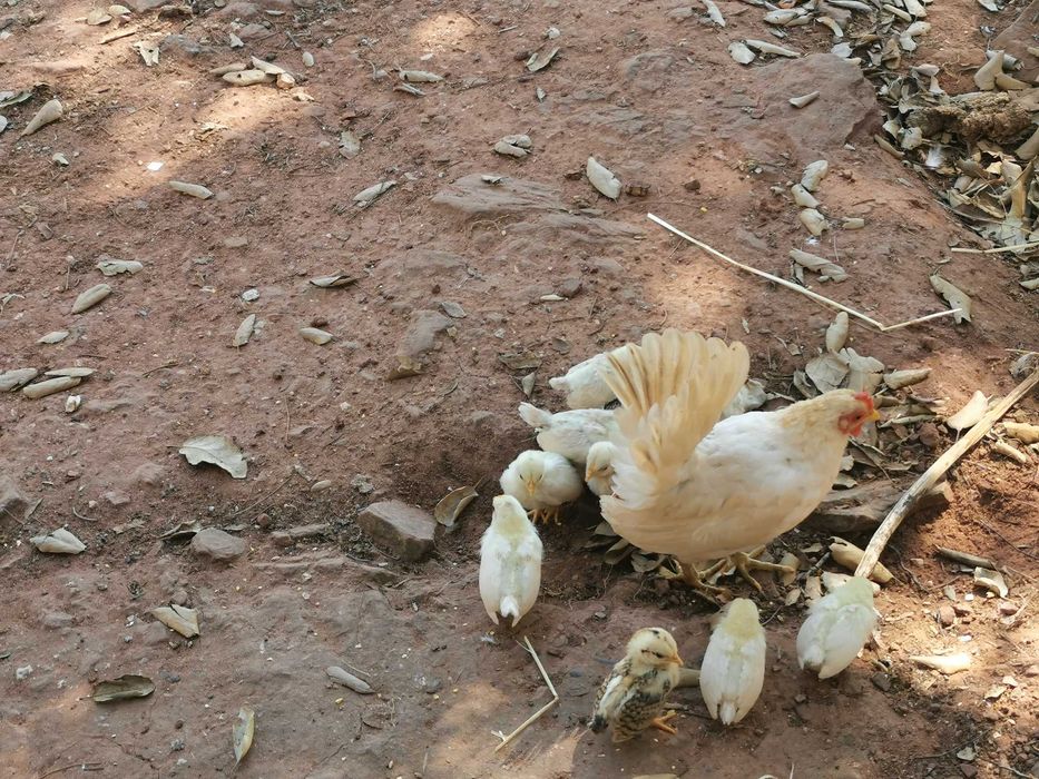 Seramas, as mais pequenas do mundo