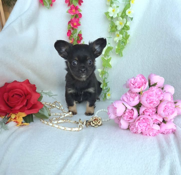 Śliczna Sunia Chihuahua Długowłosa