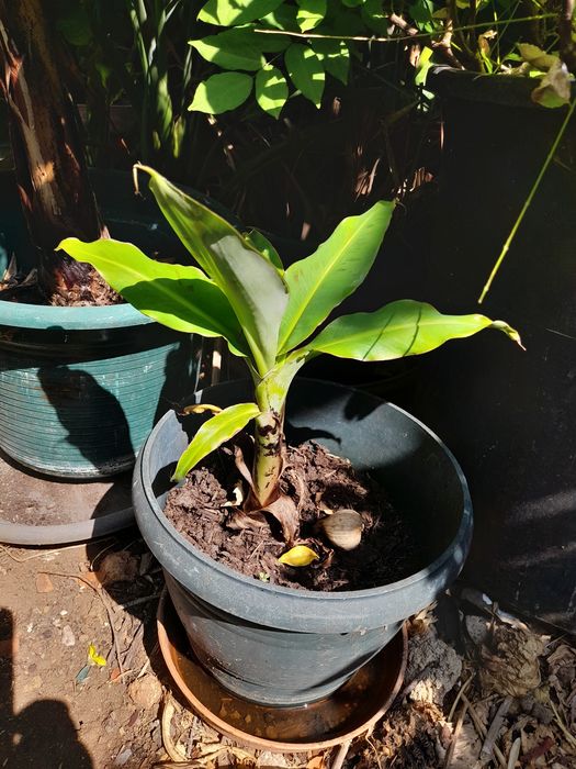 Bananeiras de porte pequeno. Ana- prata e maçã