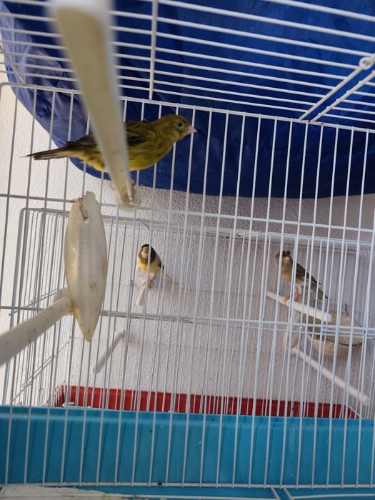 Canários  várias raças