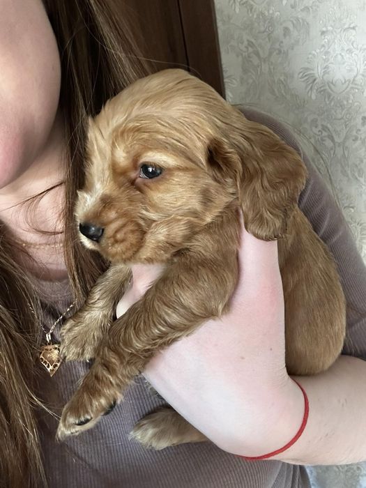 Англійський кокер спаніель