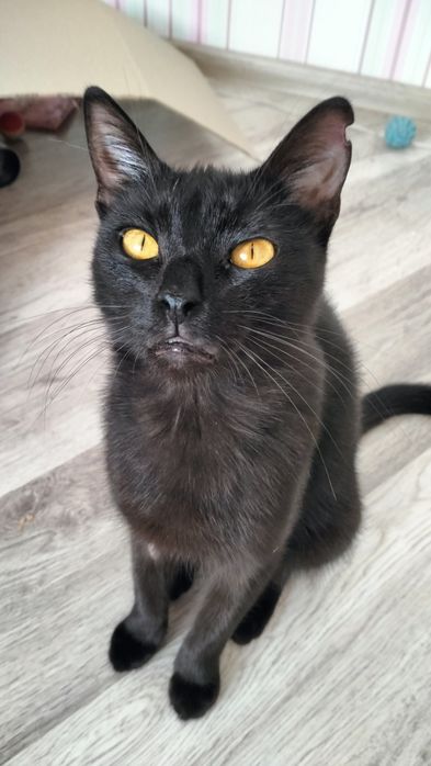 Кастрований котик в добрі руки