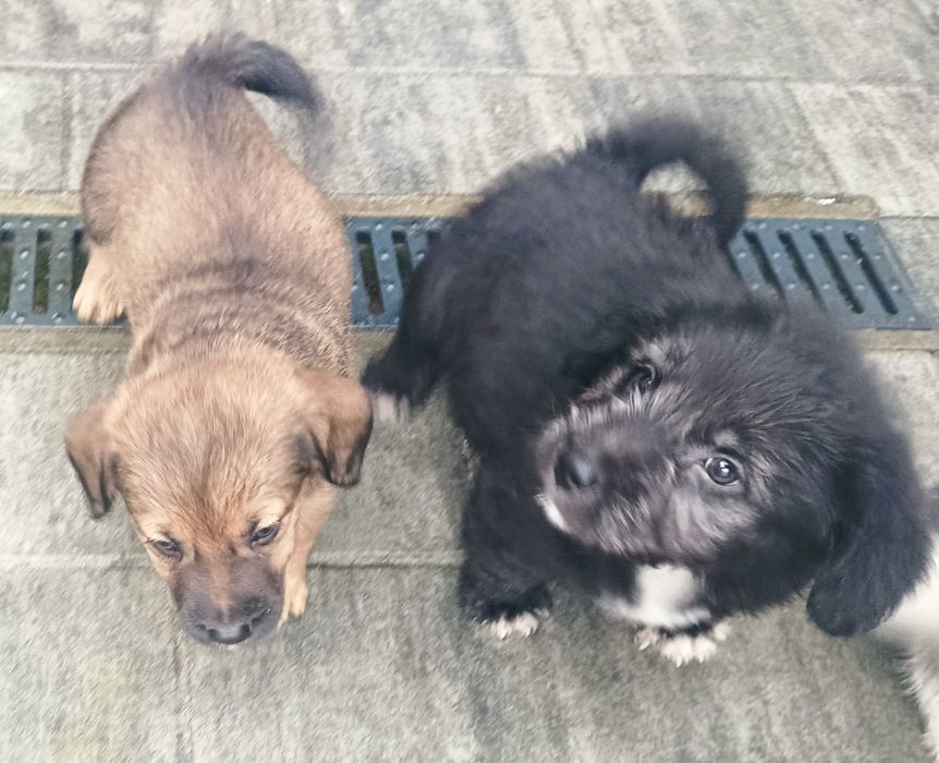 Oddam pieski siedmiotygodniowe