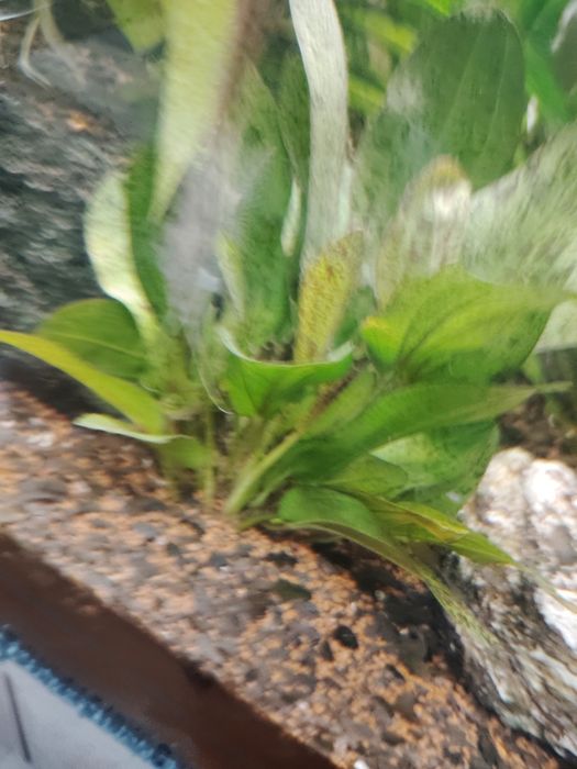 Roślinki do akwarium