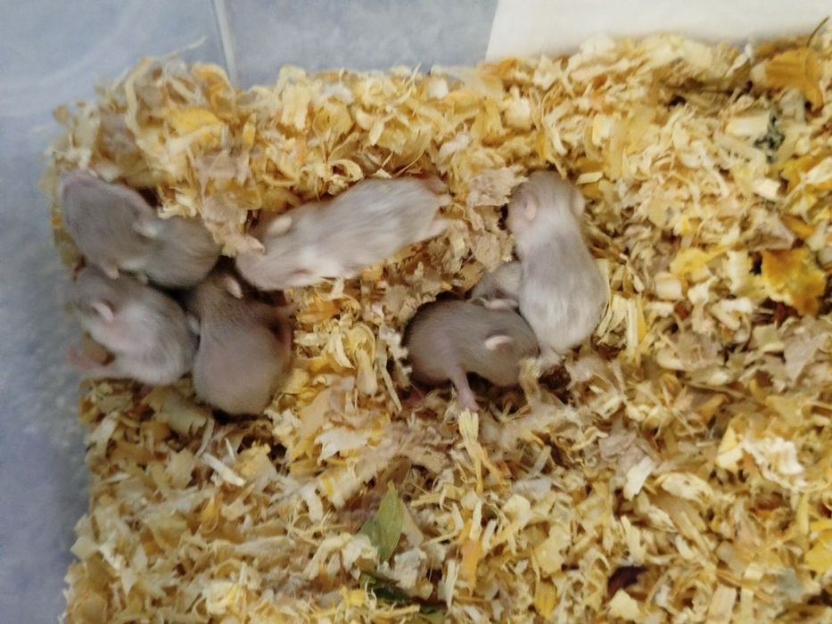 Джунгарики хом'яки