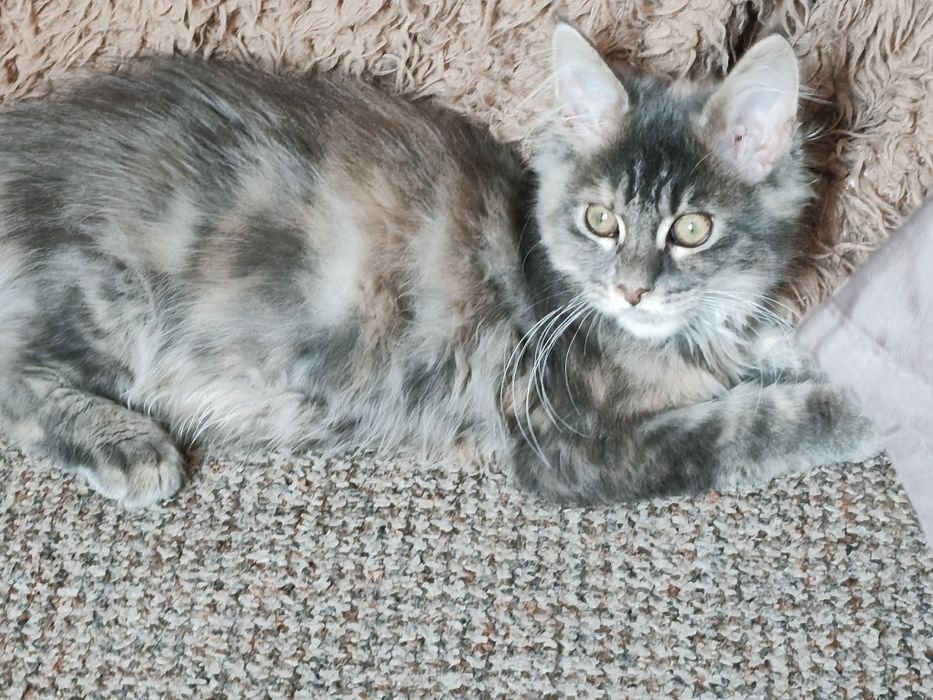 Kochana Dziewczynka Maine Coon niebieska szykret
