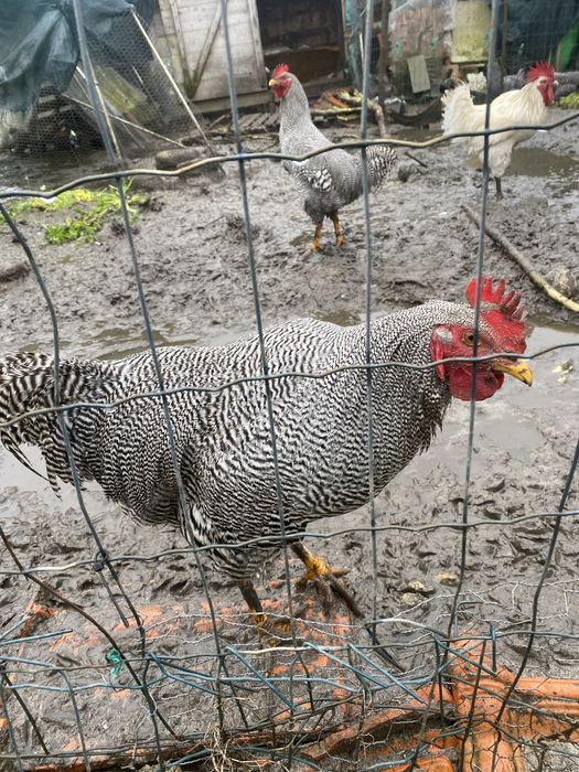 Galo plymouth rock  barrado 10 meses