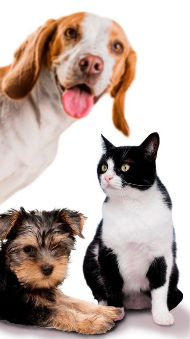 Перетримка тварин