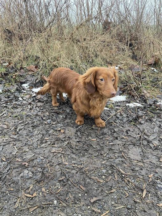 Jamnik długowłosy miniaturka