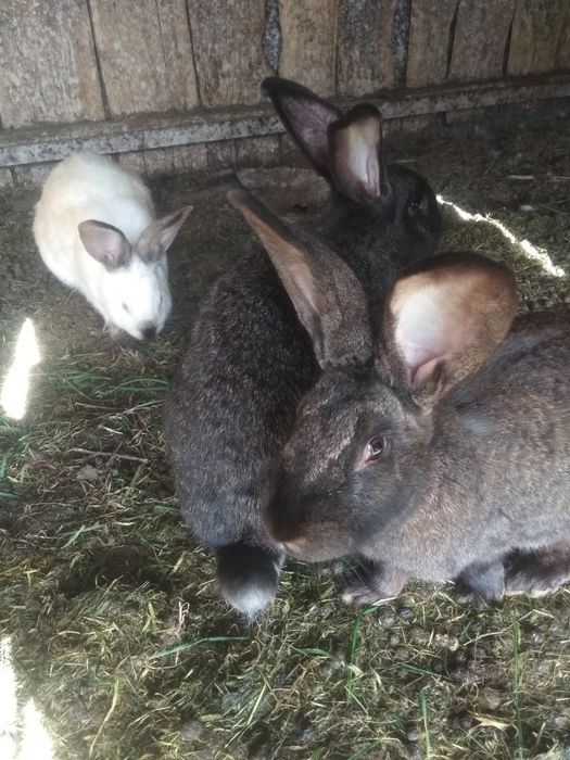 Кролики великаны