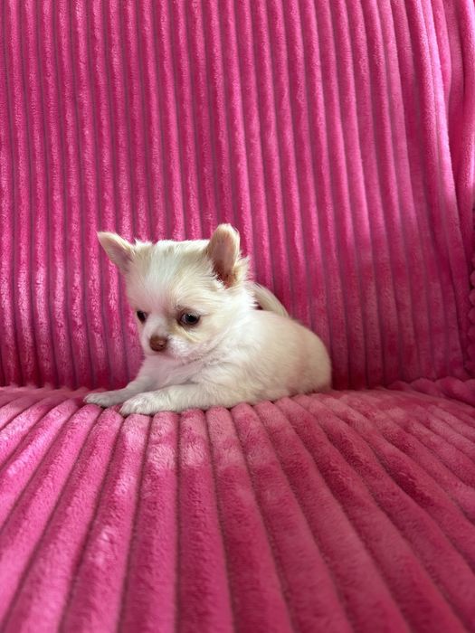 Chihuahua cudna sunia Abbie