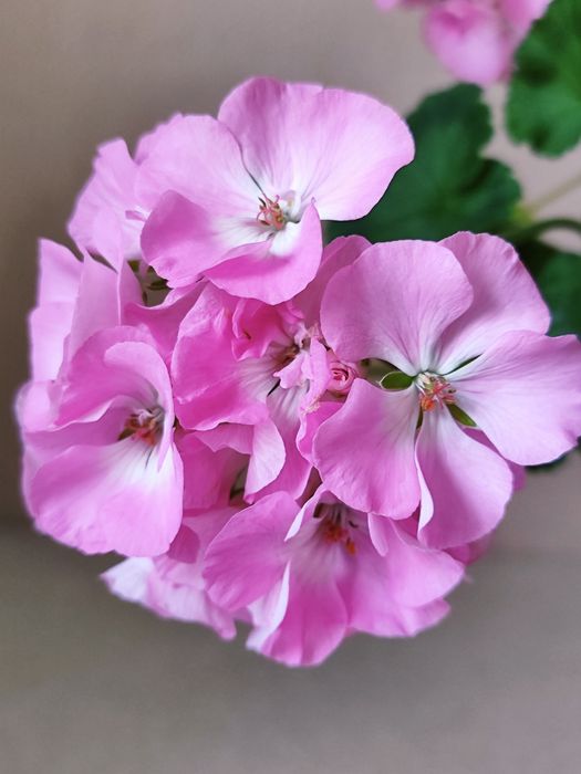 Пеларгонія-Бонсай Рожева Ніжна Сортова Герань