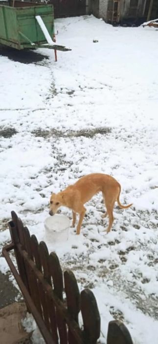 Sprzedam krowę mleczną