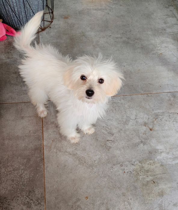 Maltipoo suczka paszport chip