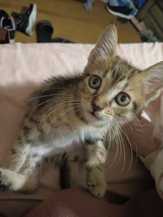 Gatinha para adoção responsável