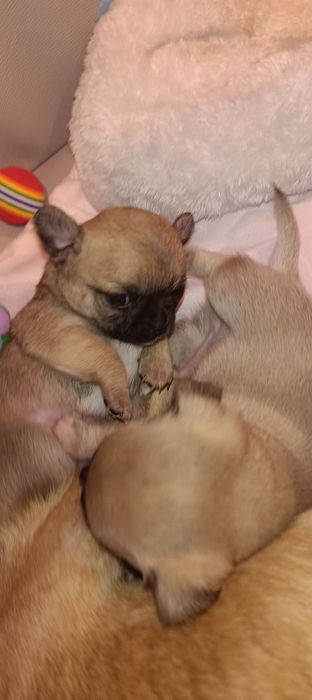 Chihuahua Krótkowłosy