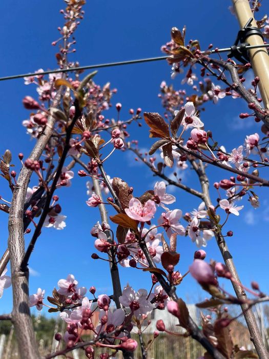 Śliwa wiśniowa 'Pisardii'