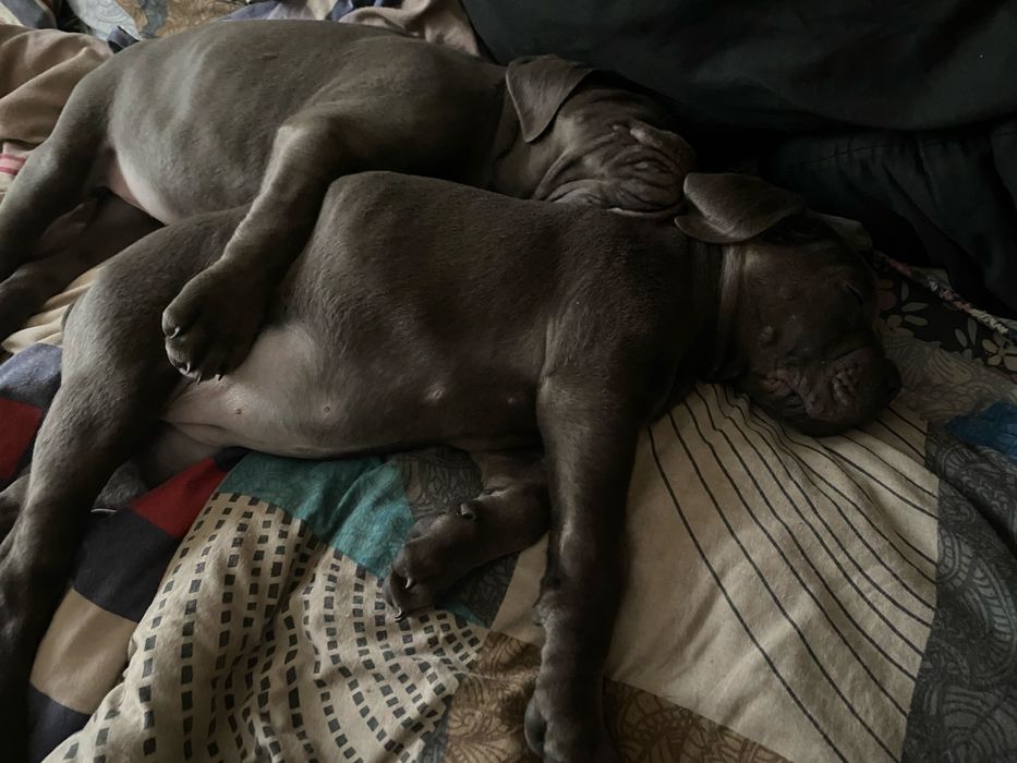 Малиші кане корсо- елітна порода (ціну знижено)