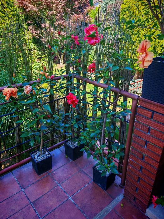 Róża Chińska Hibiskus