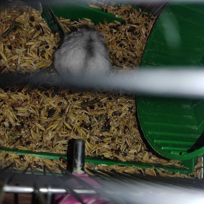 Джунгарик.Хом'ячок джунгарик.Самець хом'ячка.Красунчик джунгарик.