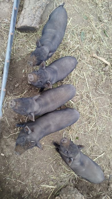 Porcas vietnamitas bem gordinhas