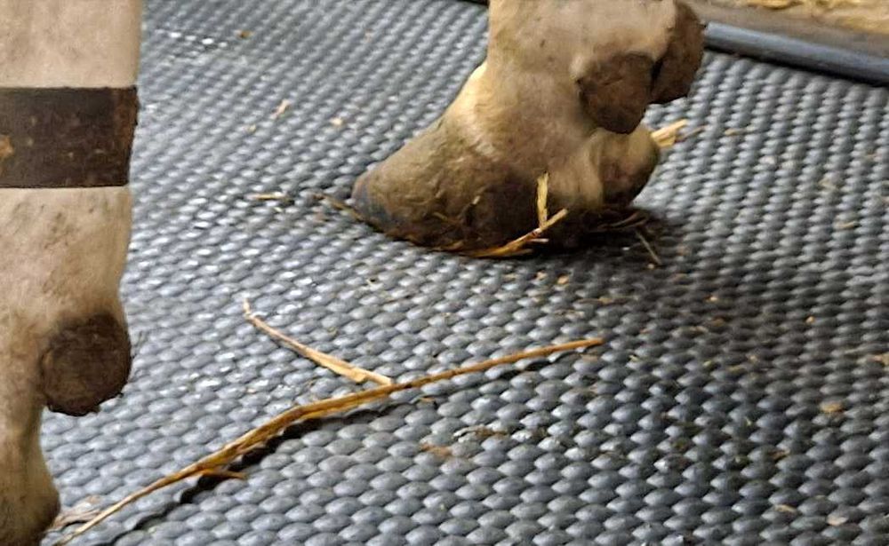 Maty legowiskowe dla bydła krów Geyer-Hosaja 3.2 MM PROMOCJA