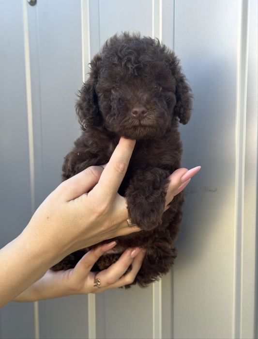 Той пудель дівчинка