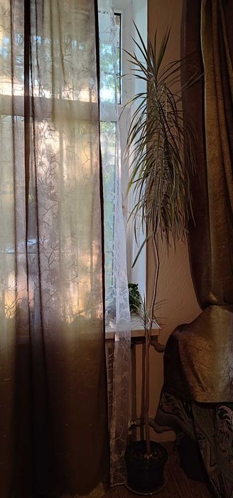 Драцена комнатное растение