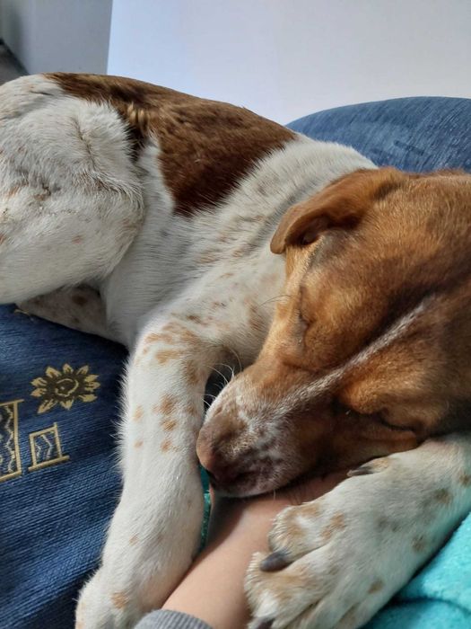 Zaginął pies Reksiu