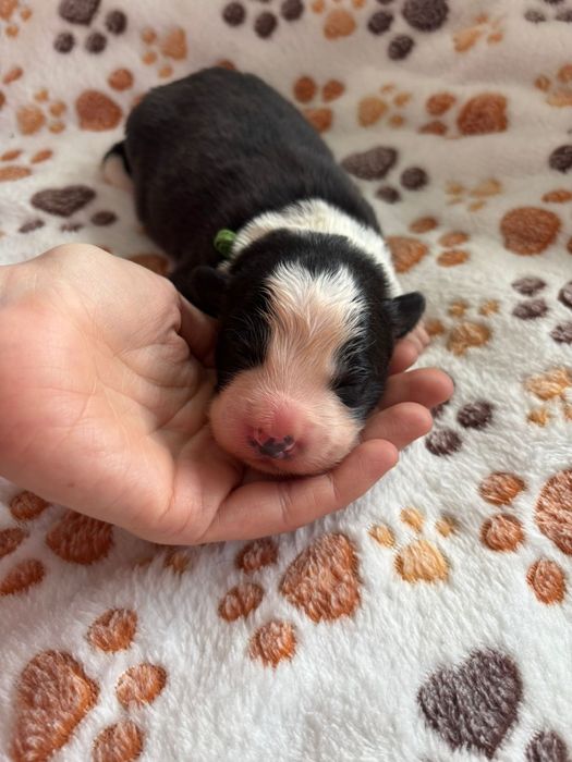 Border collie FCI/ZKwP czarno- biały piesek