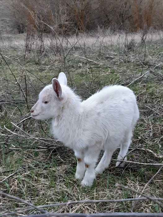 Продам: дійні кози і козенята