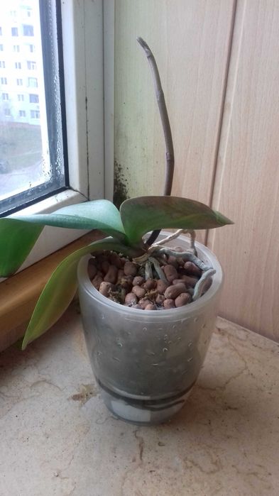 Орхідея з квітконосом