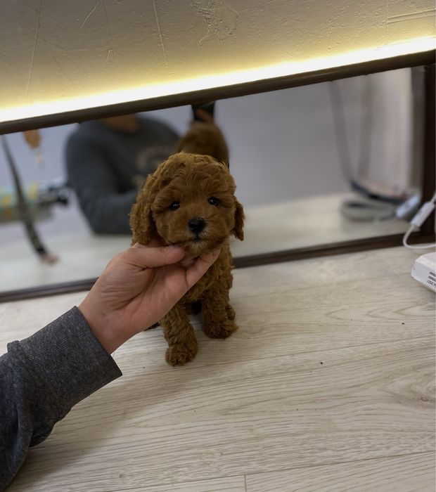 Кукольная девочка мальтипу с выразительными глазками