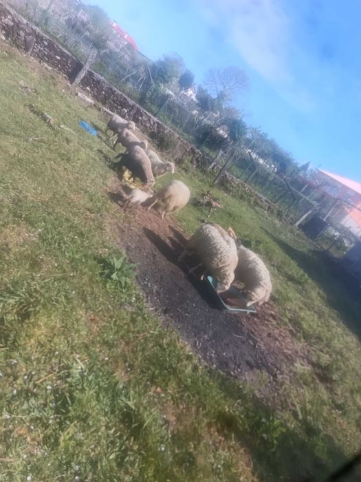 Ovelhas prenhas e paridad