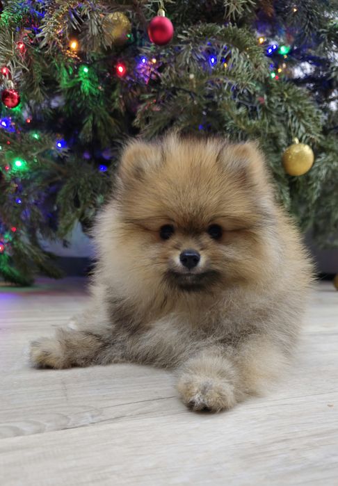 Pomeranian FCI szpic miniaturowy TOY