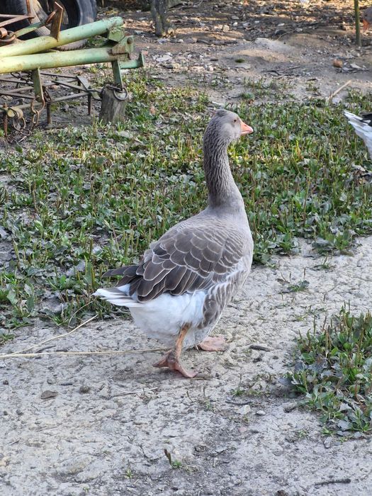 Spredam gęsi landes