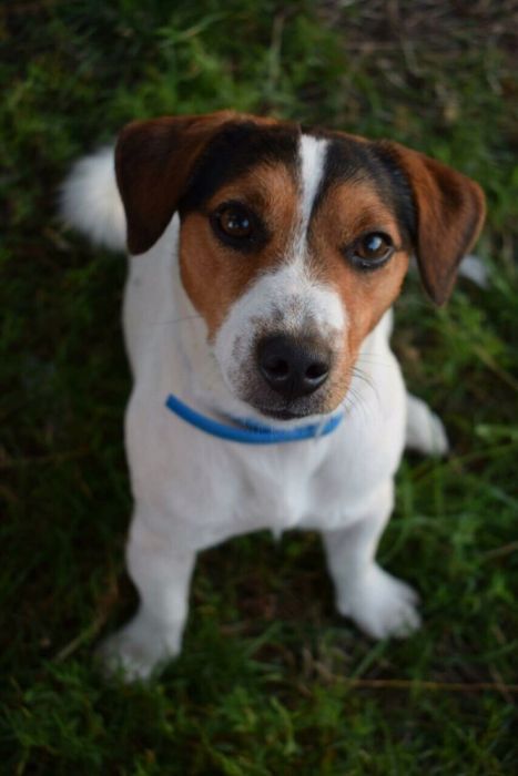 В'язка. Джек Рассел Тер'єр (злучка)