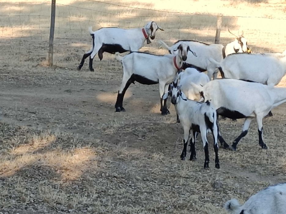Cabras serpentinas (puras)