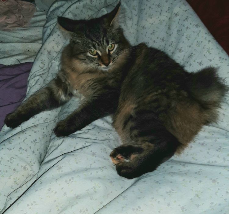 Бобтейл дівчинка мраморна 6 міс.