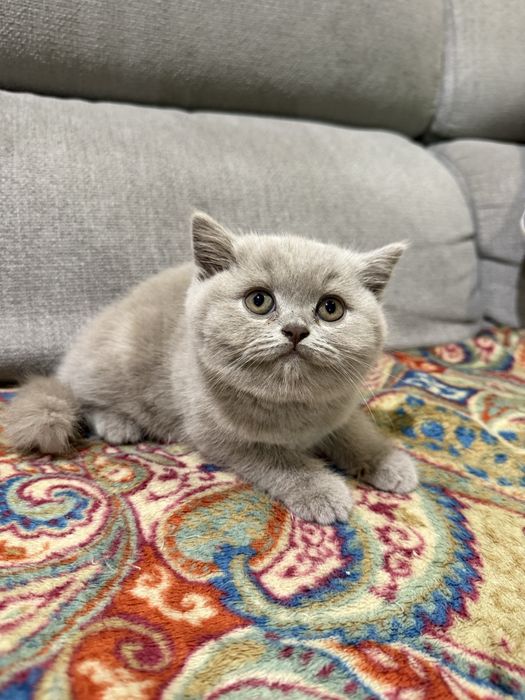 Gatinho macho  british shorthair