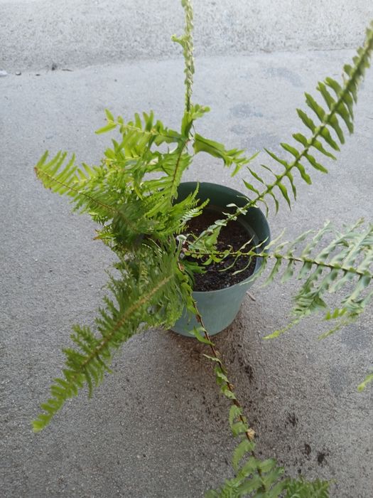 Samambaia, Feto planta verde.