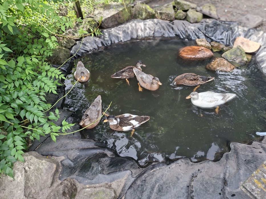 Kaczki krzyżówki miniaturowe call duck