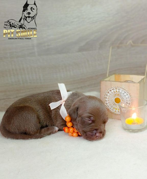 Чудесные малыши питбультерьера.АПБТ.Питбули.