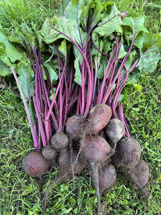 Sprzedam buraki